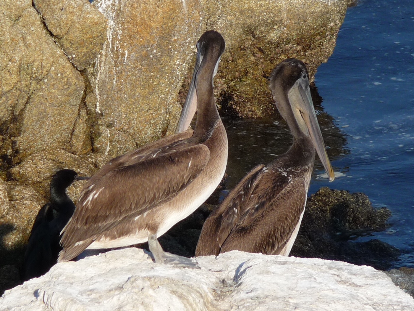 California brown pelican along the coast
